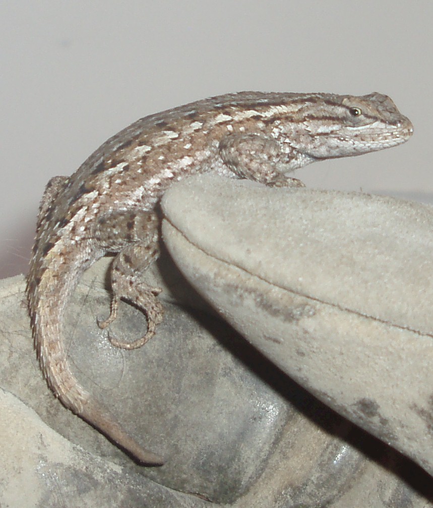 [lizard+capture+crop.jpg]