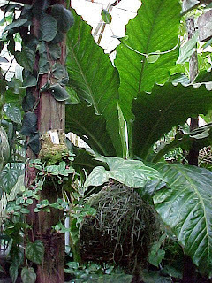 yose rizal: ANTHURIUM,Gelombang cinta,Tanaman para raja