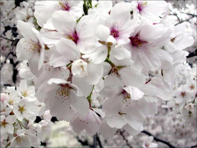 japon japon