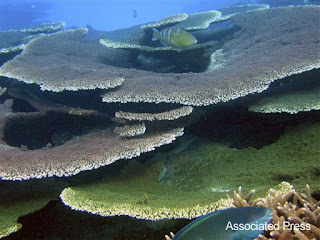 table coral