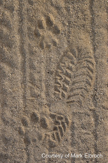 cougar tracks