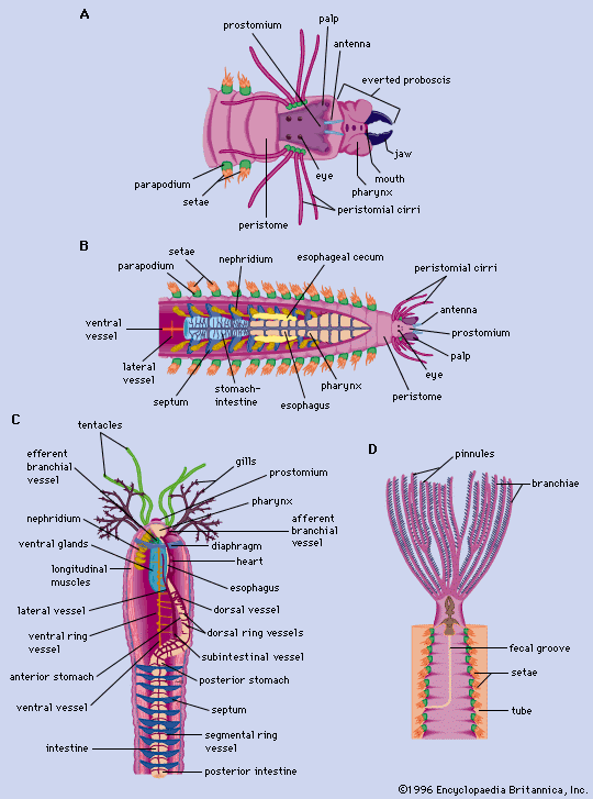 Poylchaete