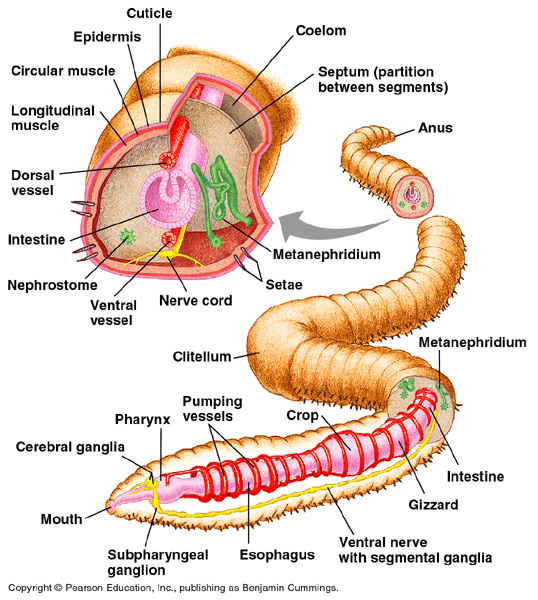 Brain Of Earthworm
