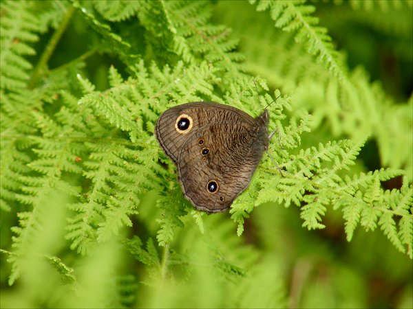 [clarion+common+wood+nymph+butterfly+22198.jpg]