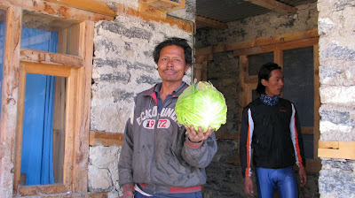 Huge Cabbage!