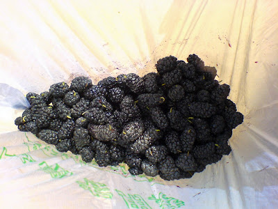 Mulberries