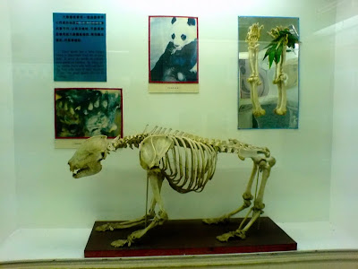 Skeleton