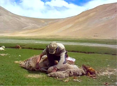 Cutting Wool