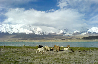 Sheeps