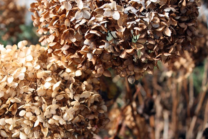 [hydrangea.jpg]