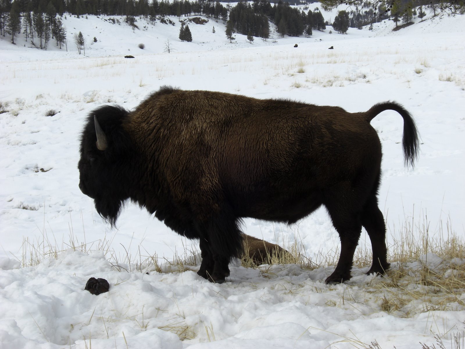 [Buffalo.JPG]