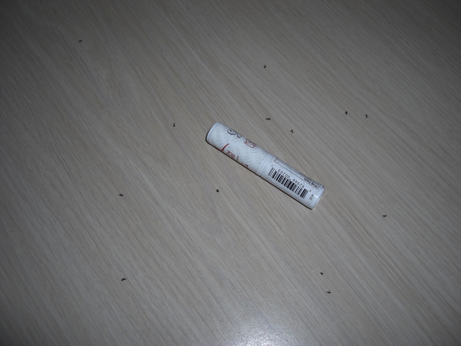 [Ants+2.JPG]