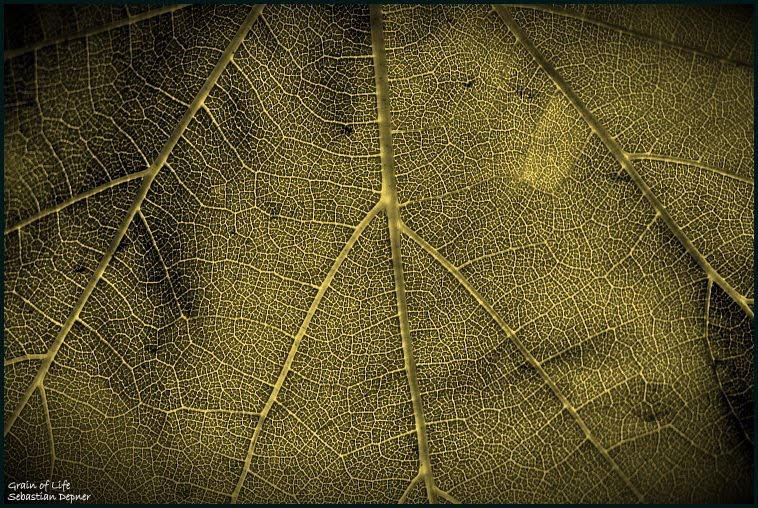 [grain+of+life.JPG]