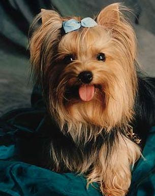 Feliz Cumpleaños Renesmee - Página 2 Yorkshire+Terrier