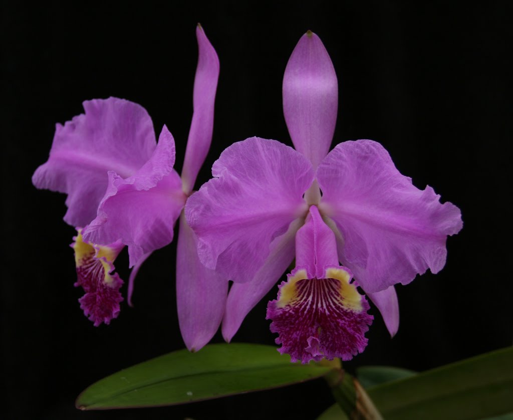 Círculo SãoCarlense de Orquidófilos