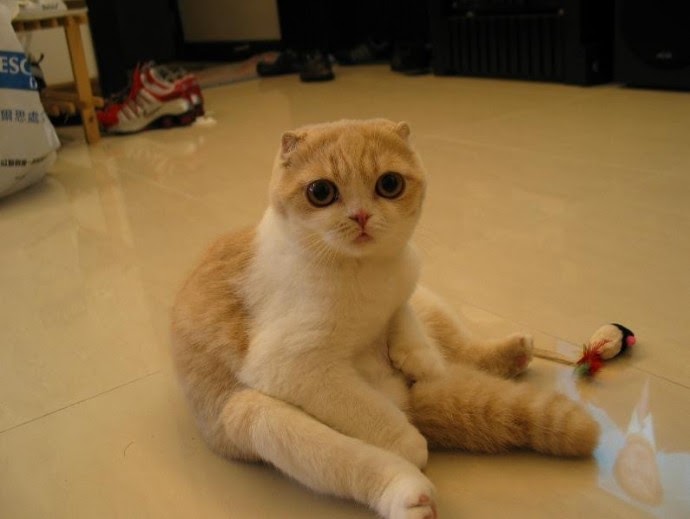 Aku Menulis Bukan Kerana Nama: KUCING COMEL