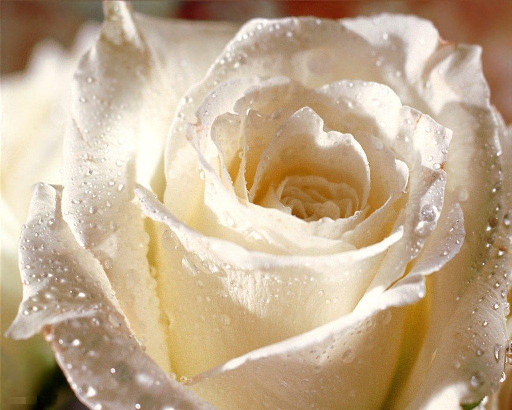 http://4.bp.blogspot.com/_Dubt15VO18I/S9aASgZdarI/AAAAAAAAARM/au6NIDP9n1c/s1600/white%2Brose.jpg