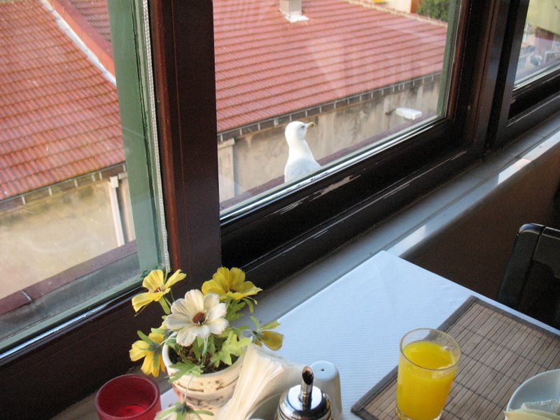 [seagull+window.JPG]