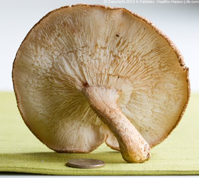 mexican sunbrella mushrooms