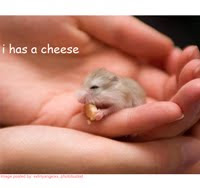little-mouse-with-cheese