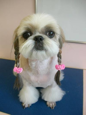 pics of chiwawa