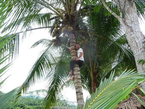 http://4.bp.blogspot.com/_DxgQ2B4_XkM/S7w7ecKgkVI/AAAAAAAABls/KHfL5SQ9P5c/s1600/manjat+pohon+kelapa.jpg