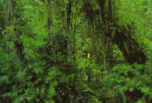 tropical forests their importance and destruction The importance of tropical rainforest conservation in the modern day world by dusty brett since the beginning of civilization, the tropical rainforests have been used to sustain the survival of people and facilitate trade between different groups. tropical forests their importance and destruction The importance of tropical rainforest conservation in the modern day world by dusty brett since the beginning of civilization, the tropical rainforests have been used to sustain the survival of people and facilitate trade between different groups.
