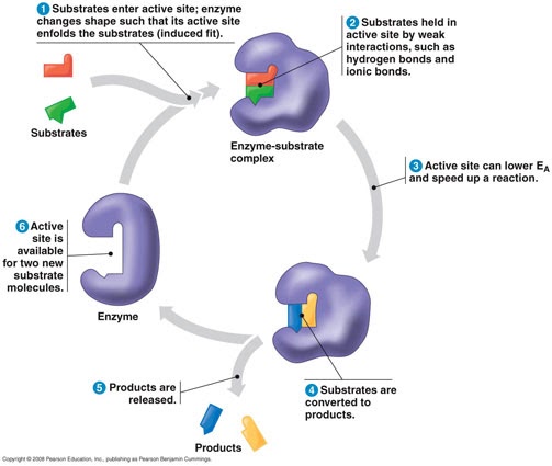 Bach: Chapter 8: An Introduction to Metabolism enzymatic cycle diagram 