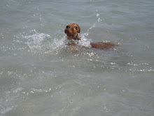 PLAYA DEL TAMARIT - SANTA POLA