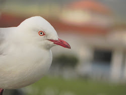 My lovely Seagull