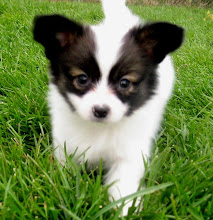 One of our puppies (sold)