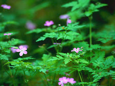 BELAS FLORES