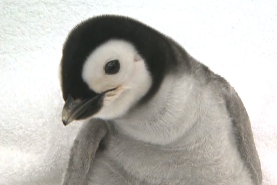 The Search For Paul Penguin: Seaworld San Diego's Baby Penguin