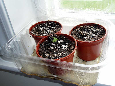 This picture may be labeled as Sunflower Babies but they are actually pumpkins! Silly Hubby!