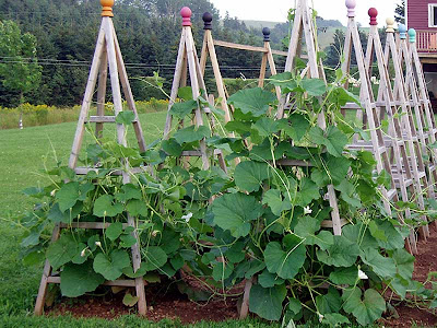 The bottle gourds went nuts last year. They sure did like the obelisks.