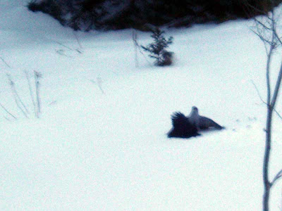 Sorry about the poor quality of this picture but we were shooting from inside the house and it was semi-dark outside. You can see the goshawk standing over the poor crow in the foreground.