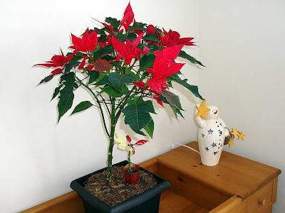 Valentine Tree