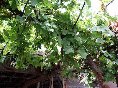 This grapevine has been growing inside this greenhouse for as long as we’ve been going there. It produces an amazing quantity of fruit every year.