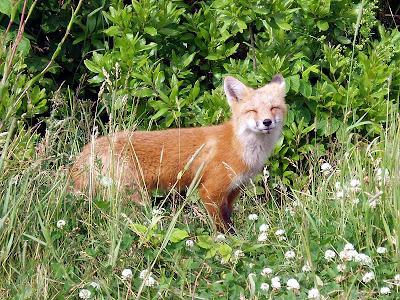 Happy Fox says he still loves us even though he is going home hungry!