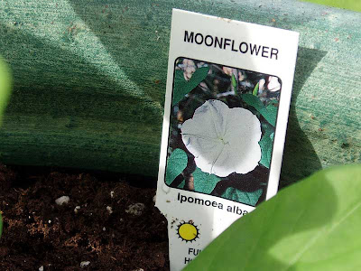 MoonFlower, Ipomoea Alba