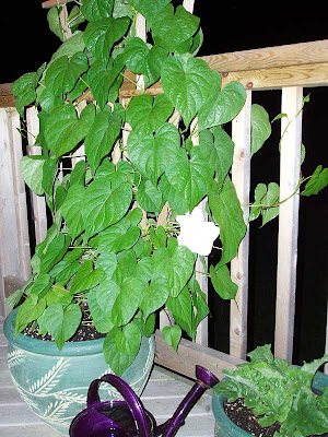 This is my very first MoonFlower bloom just as I first saw it.