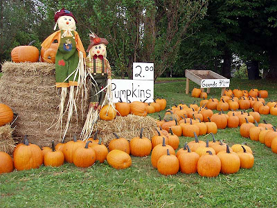 Pumpkins for sale, cheap!