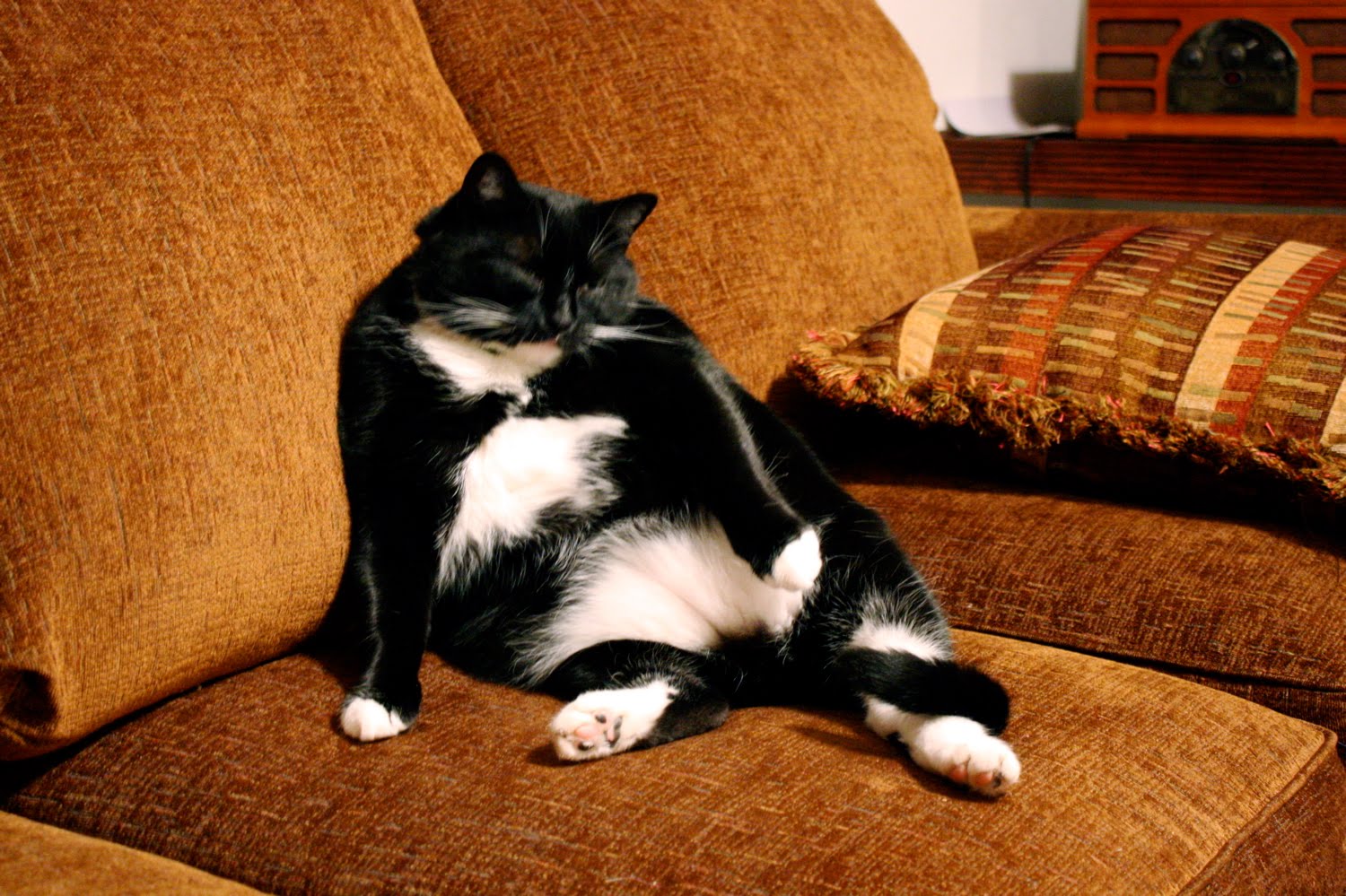 [15_chacha-sleeping.jpg]
