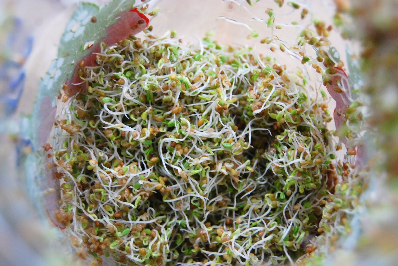 Kirsten's Kitchen of vegan creations Growing sprouts