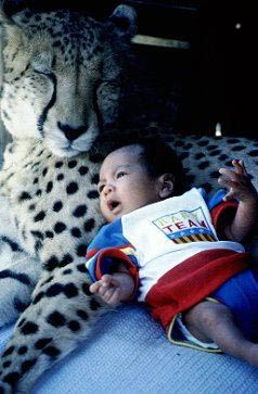 அழகுனா என்ன? Wallpapers+of+baby+sleep+with+tiger