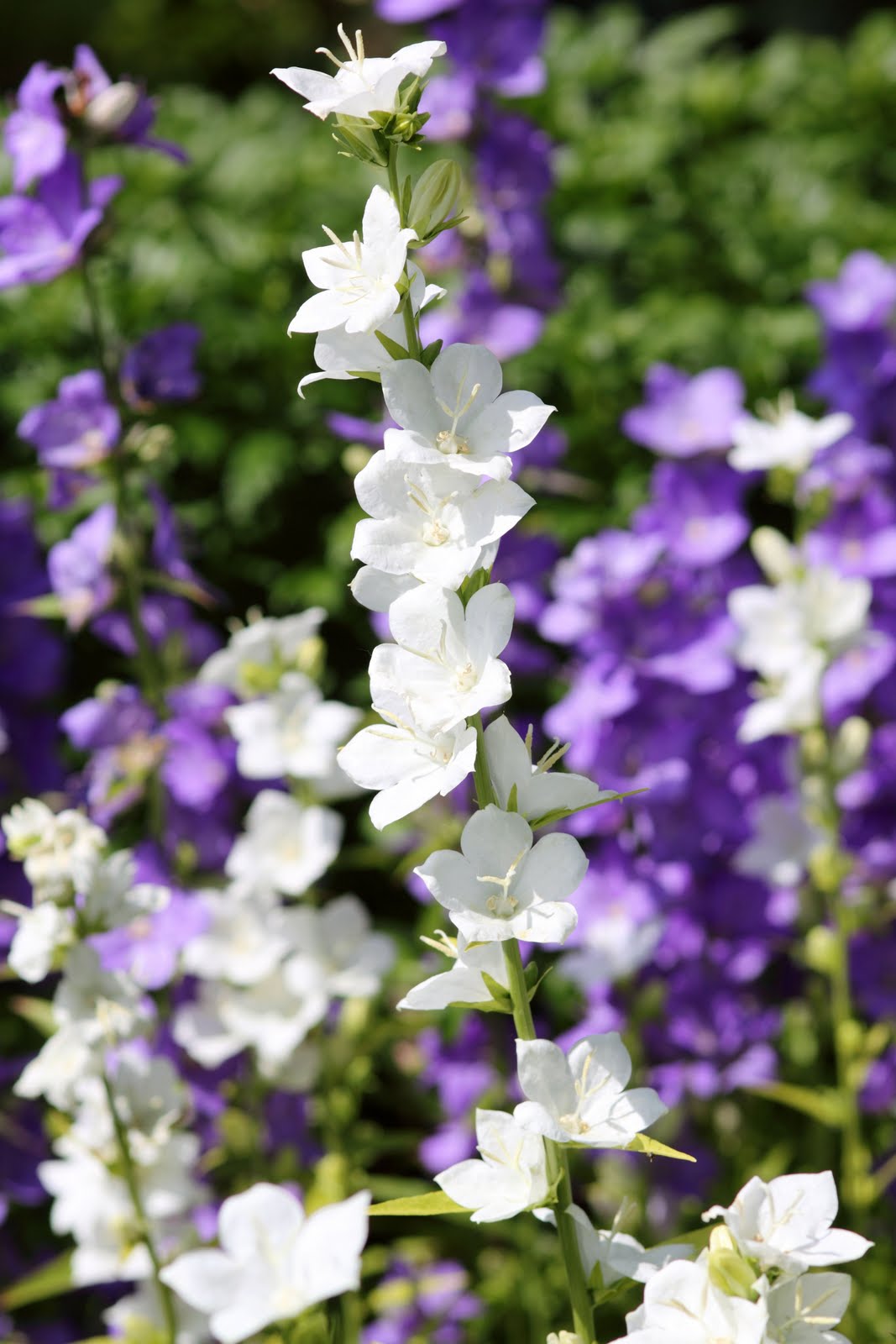 Campanula White
