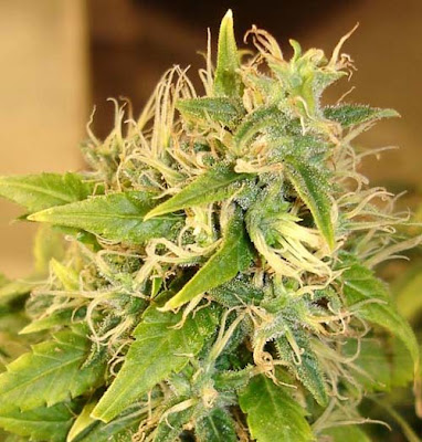 Foto Acapulco Gold Marihuana