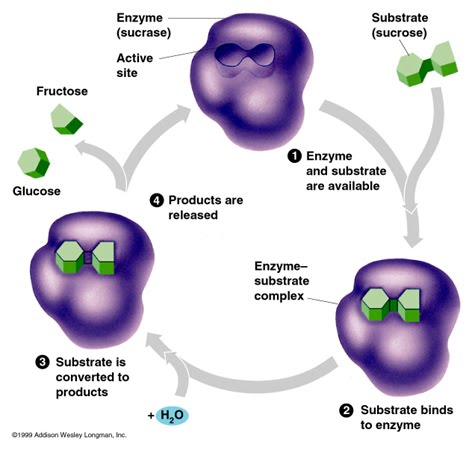 characteristics of enzymes
