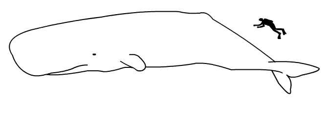 [Sperm_whale_size.png]