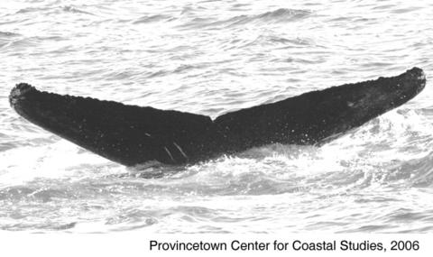 [612,+unknown+round+fin.jpg]